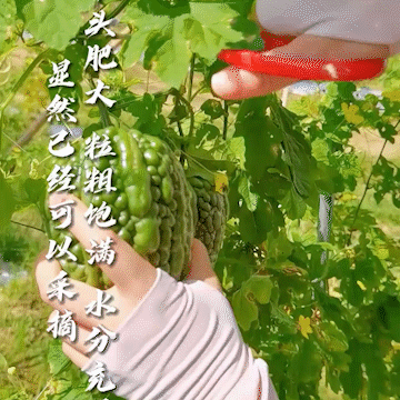 恩平美果｜恩平凉瓜