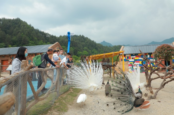 汉中市洋县打造华阳景区升级版助推全市旅游发展