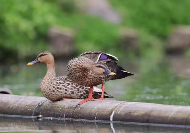 图集丨到和顺古镇里看“他们”的爱情