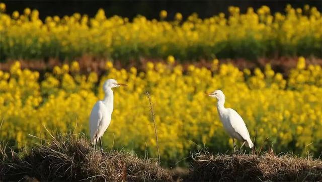 图集丨到和顺古镇里看“他们”的爱情