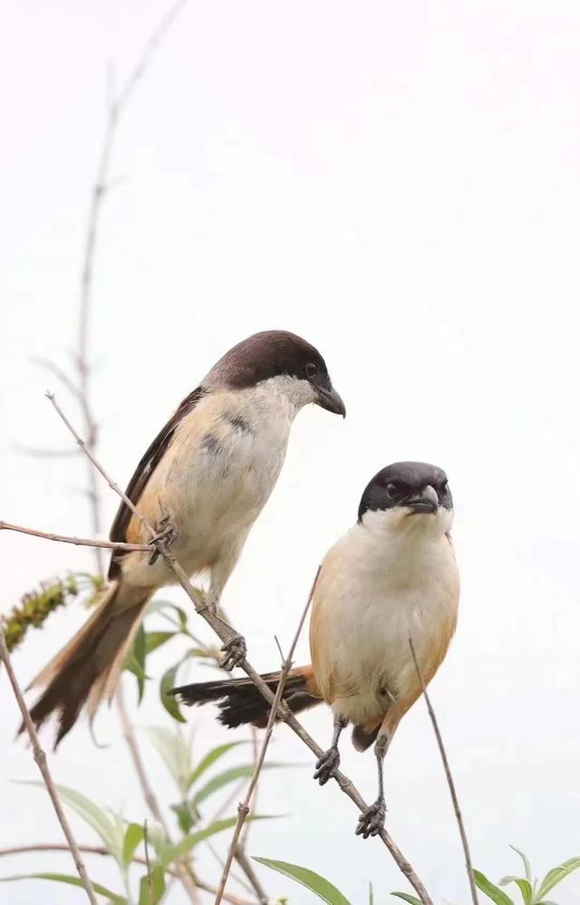 图集丨到和顺古镇里看“他们”的爱情