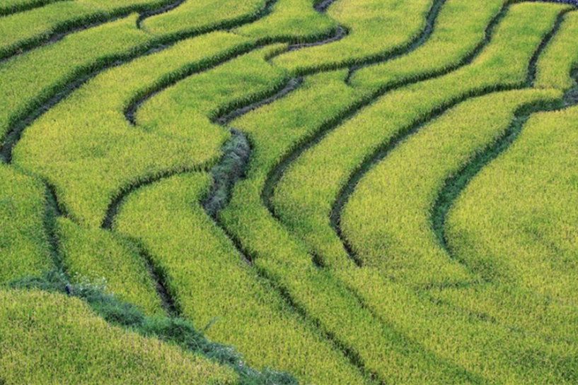 蝉鸣鸟啼的田园牧歌，藏在四川那抹绿色里！