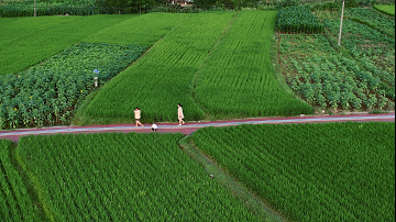 蝉鸣鸟啼的田园牧歌，藏在四川那抹绿色里！