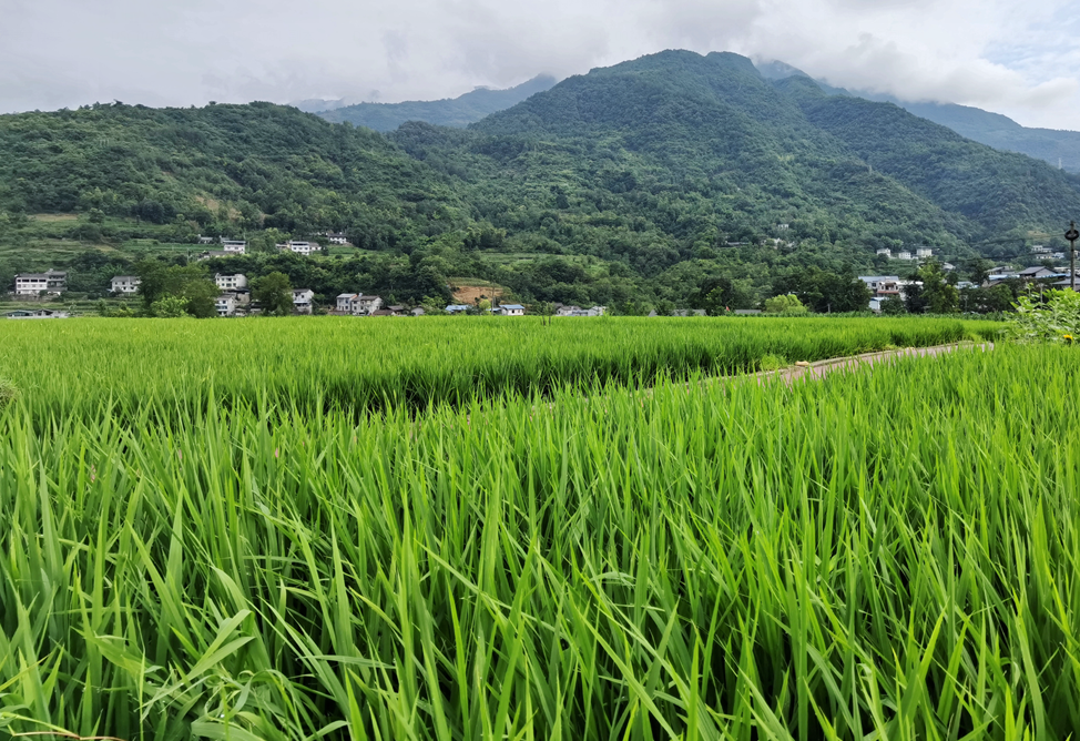 蝉鸣鸟啼的田园牧歌，藏在四川那抹绿色里！