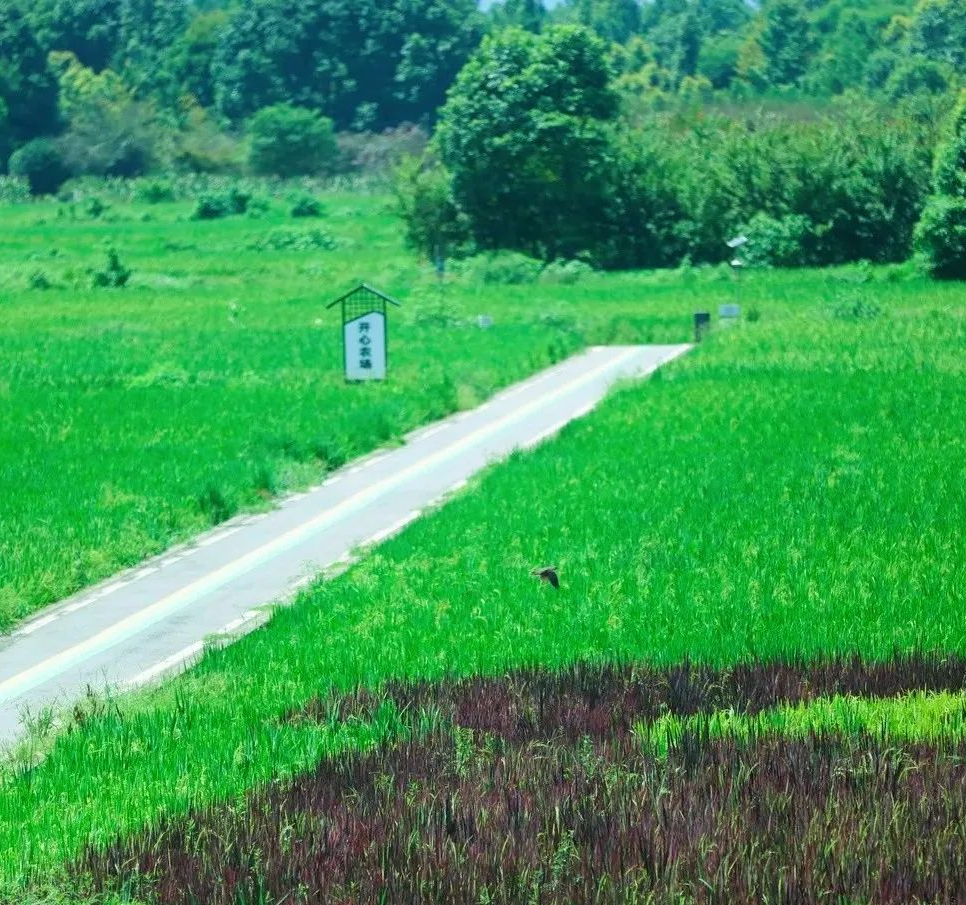 蝉鸣鸟啼的田园牧歌，藏在四川那抹绿色里！
