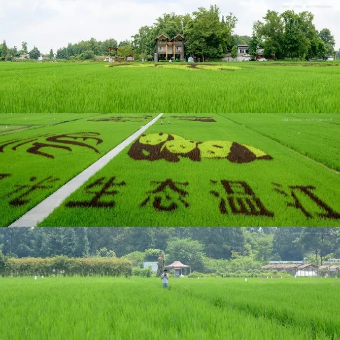 蝉鸣鸟啼的田园牧歌，藏在四川那抹绿色里！