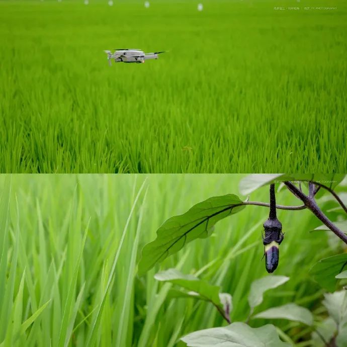 蝉鸣鸟啼的田园牧歌，藏在四川那抹绿色里！