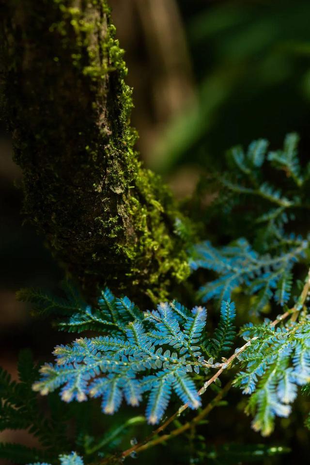 山水自在中国茶