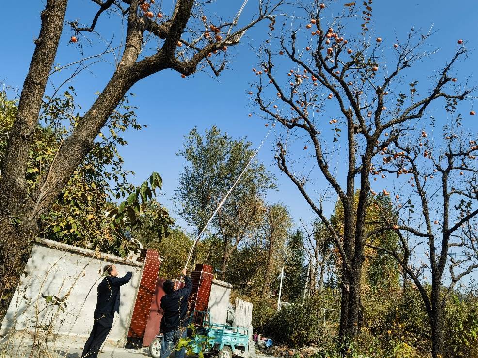 柿子红了------走近中国磨盘柿第一村 