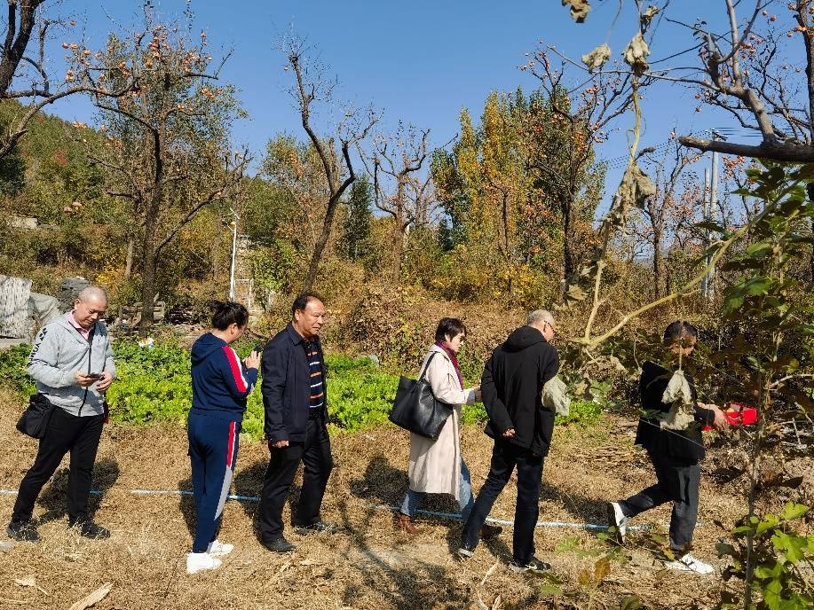 柿子红了------走近中国磨盘柿第一村 