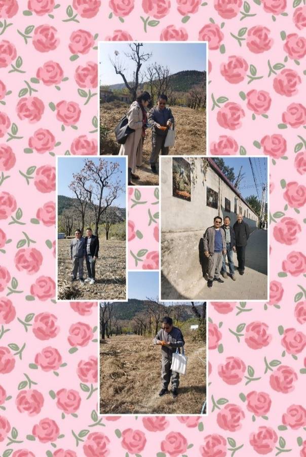 柿子红了------走近中国磨盘柿第一村 