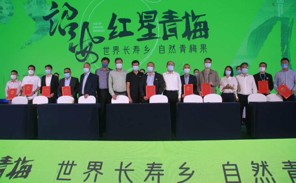 “梅”好诏安 常来长寿