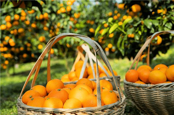 洪紫千：今天象山红美人开摘啦！