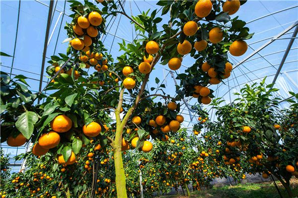 洪紫千：今天象山红美人开摘啦！