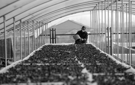 智库丨以“互联网+”模式助推乡村文化振兴