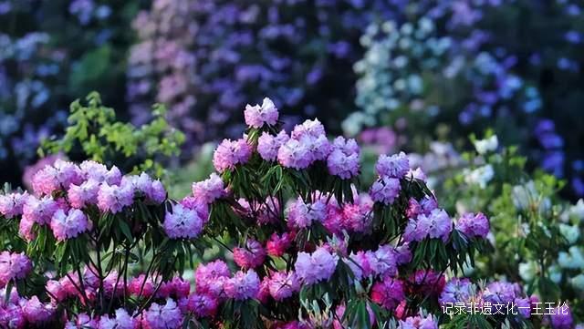 贵州这些地方将花开成海，美成童话世界，错过就要再等一年