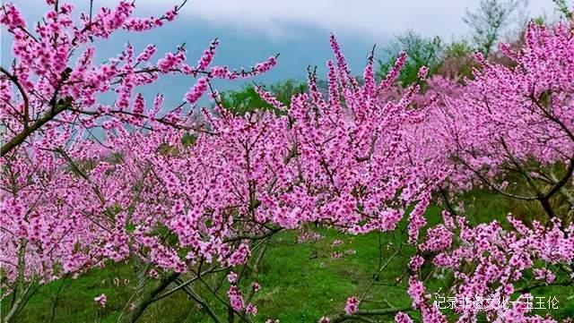 贵州这些地方将花开成海，美成童话世界，错过就要再等一年