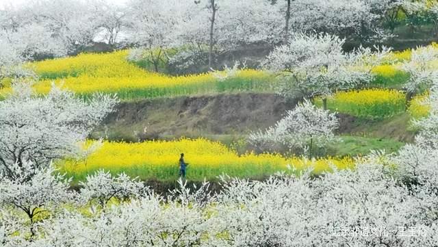 贵州这些地方将花开成海，美成童话世界，错过就要再等一年