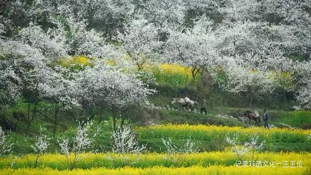 贵州这些地方将花开成海，美成童话世界，错过就要再等一年