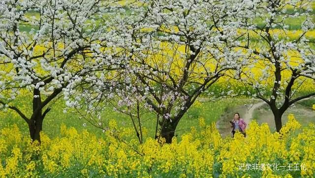 贵州这些地方将花开成海，美成童话世界，错过就要再等一年