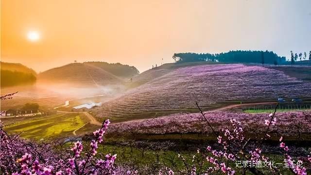 贵州这些地方将花开成海，美成童话世界，错过就要再等一年