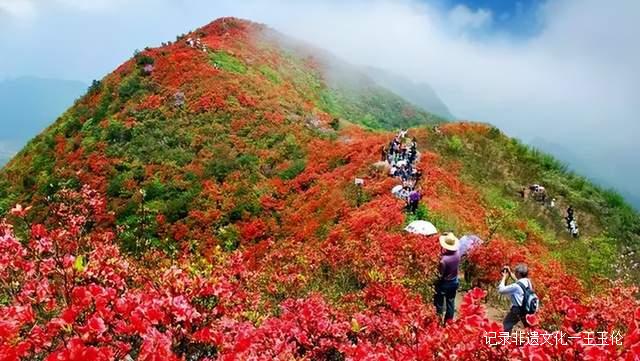 贵州这些地方将花开成海，美成童话世界，错过就要再等一年