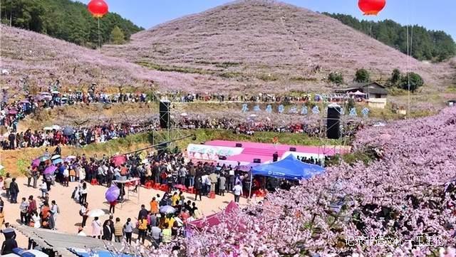 贵州这些地方将花开成海，美成童话世界，错过就要再等一年