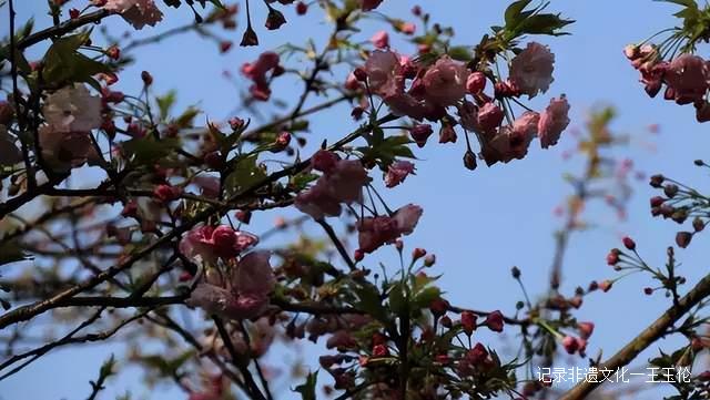 贵州这些地方将花开成海，美成童话世界，错过就要再等一年