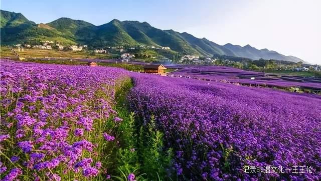 贵州这些地方将花开成海，美成童话世界，错过就要再等一年