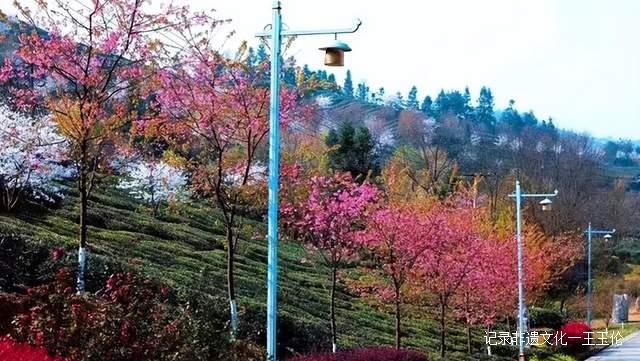 贵州这些地方将花开成海，美成童话世界，错过就要再等一年