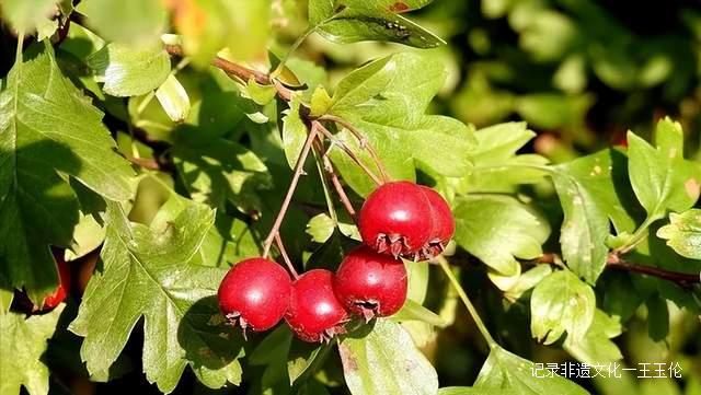 二十四节气|大雪节气如何养生？