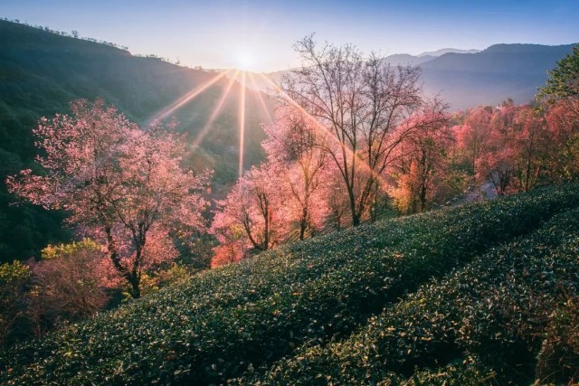 金飞豹受聘南涧文旅产业发展顾问