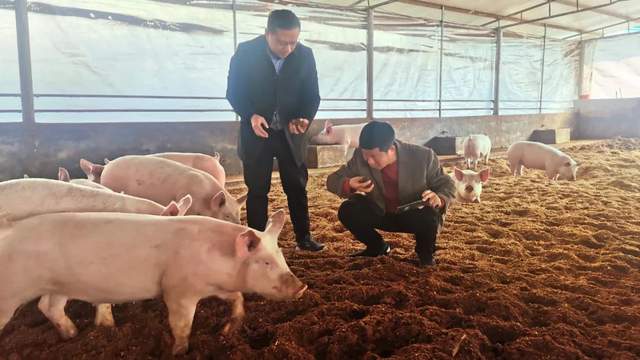 谋发展 共富裕——海南临高东英镇考察团赴东方风雅集团贵州分公司开展微生物种养循环生猪全产业链考察