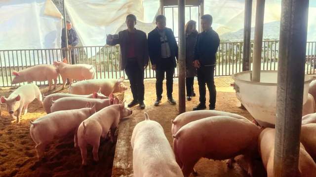 谋发展 共富裕——海南临高东英镇考察团赴东方风雅集团贵州分公司开展微生物种养循环生猪全产业链考察