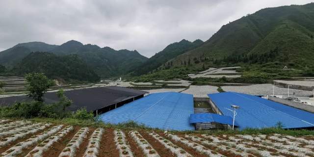 谋发展 共富裕——海南临高东英镇考察团赴东方风雅集团贵州分公司开展微生物种养循环生猪全产业链考察