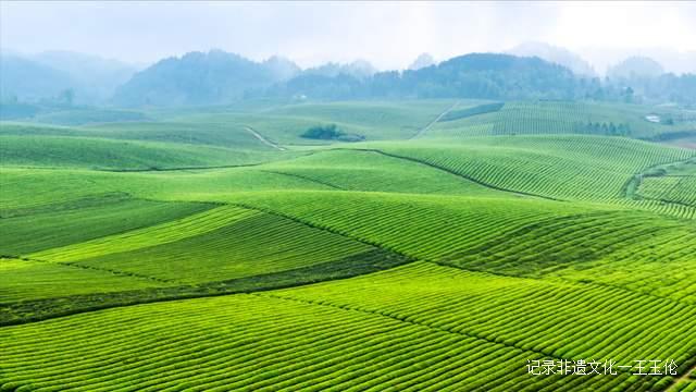 喜讯！湄潭蝉联“2022年度中国茶业百强县域”榜首