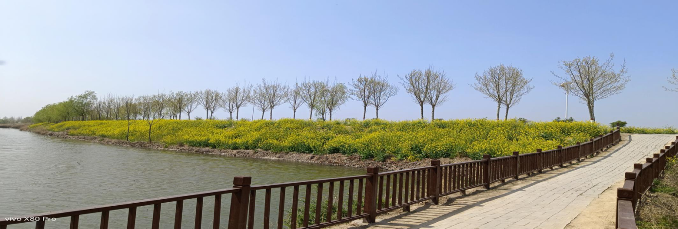 河南省虞城县利民镇—满城尽带黄金甲