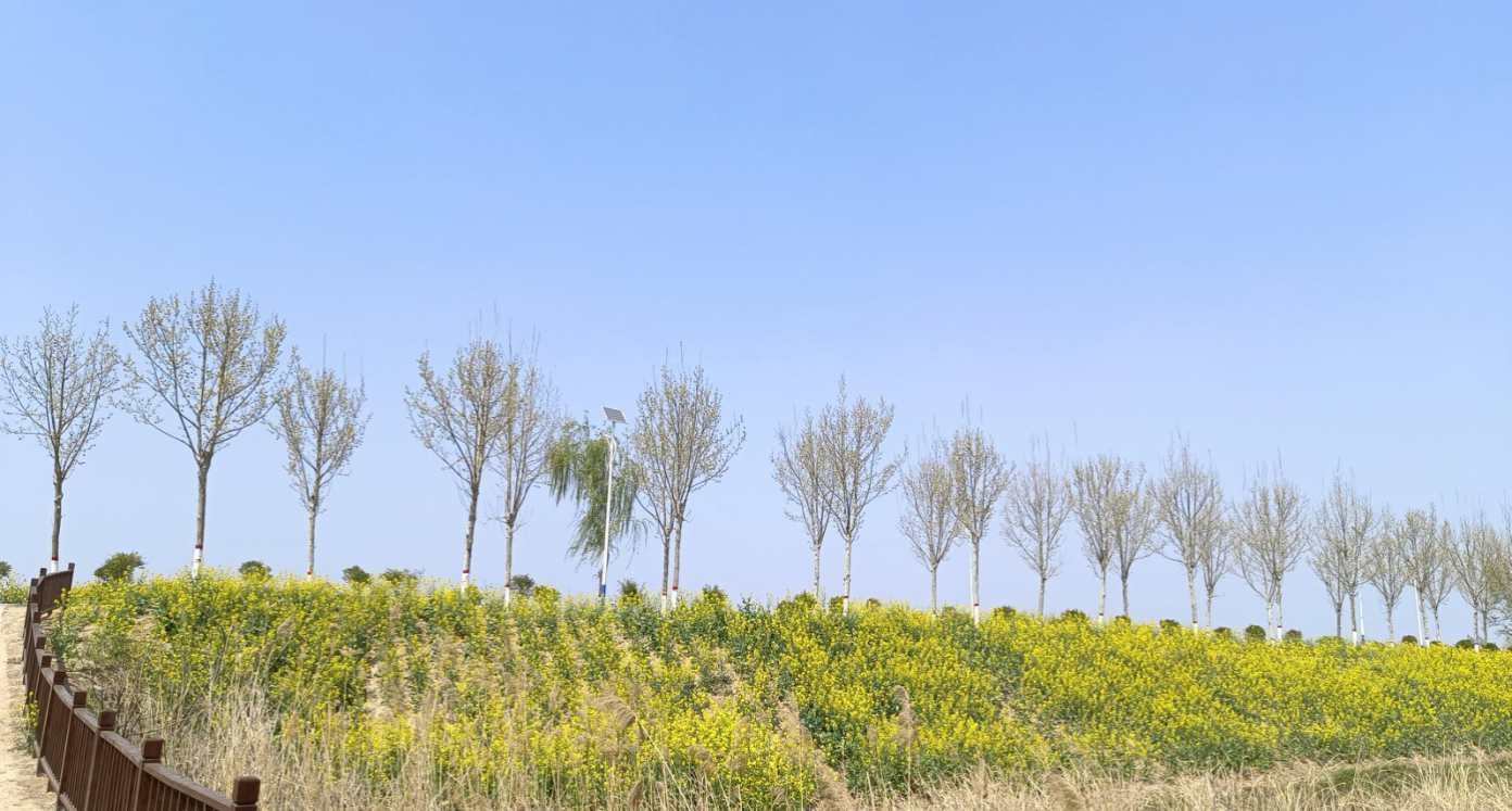 河南省虞城县利民镇—满城尽带黄金甲