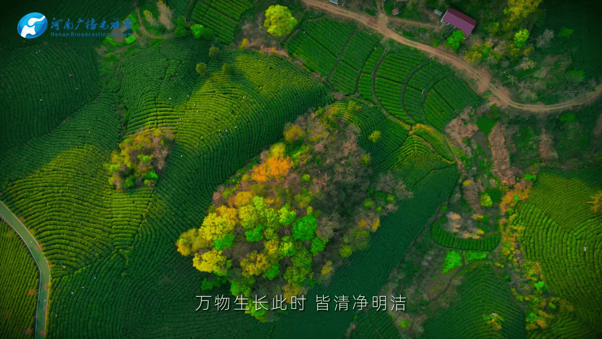 清明｜在春茶中感知故乡温度