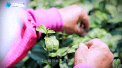 清明｜在春茶中感知故乡温度