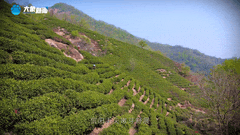 清明｜在春茶中感知故乡温度