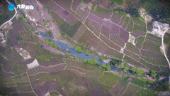 清明｜在春茶中感知故乡温度