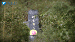 清明｜在春茶中感知故乡温度