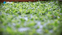 清明｜在春茶中感知故乡温度