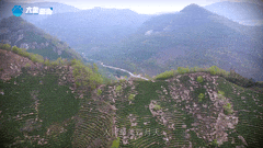 清明｜在春茶中感知故乡温度