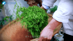 清明｜在春茶中感知故乡温度