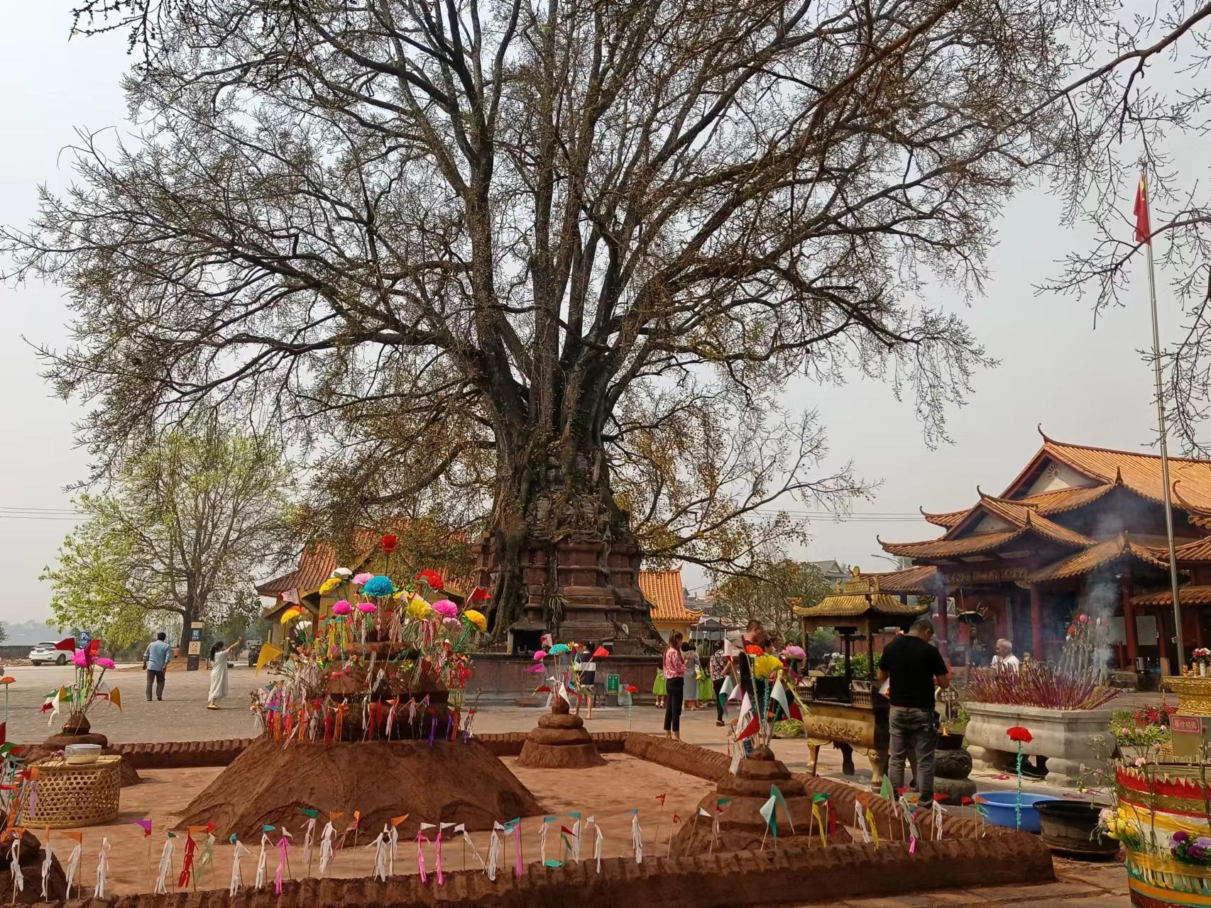 “千景之谷·花朝水悦”‖勐卧总佛寺：塔与树的千年缠绵