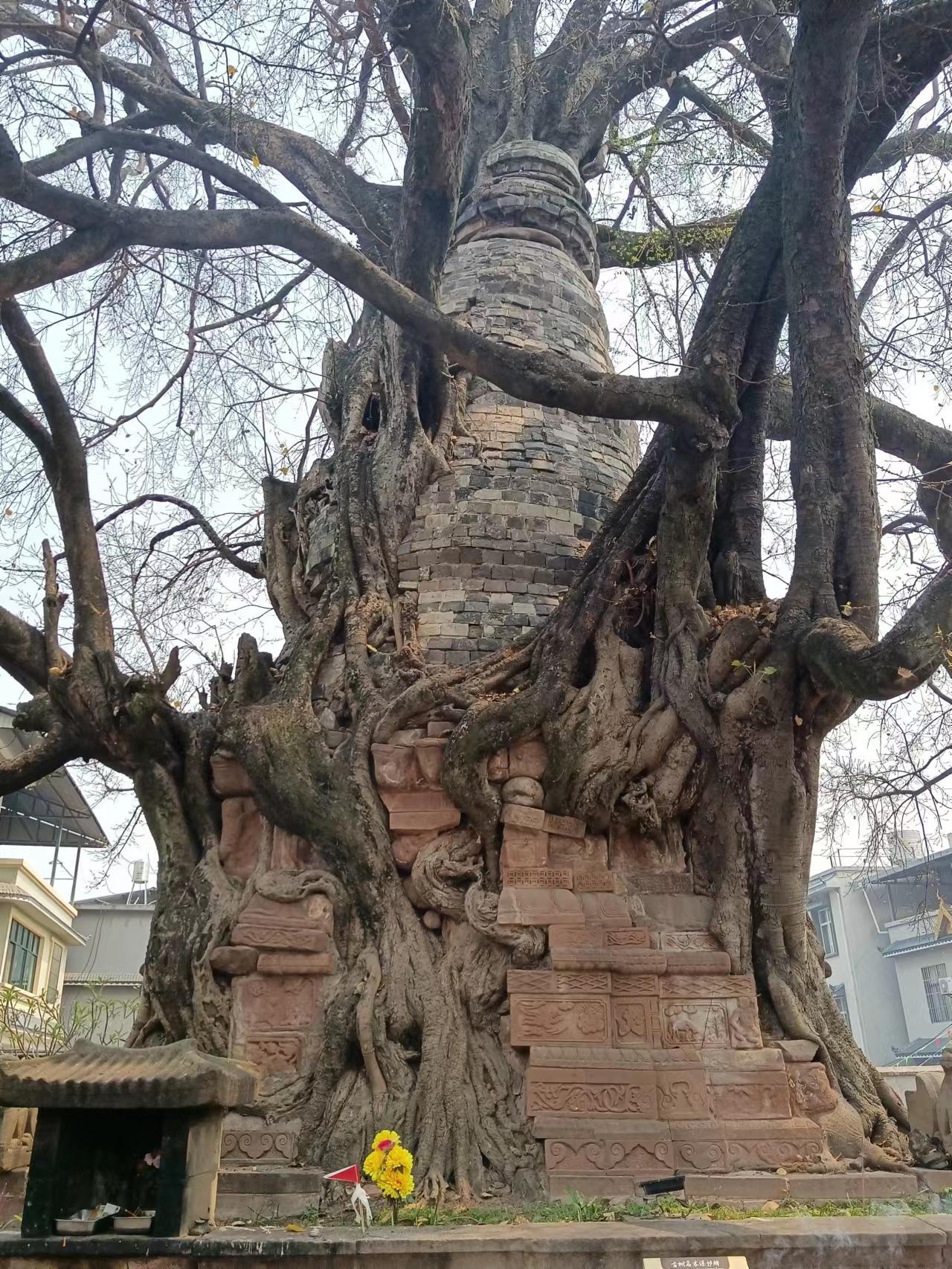 “千景之谷·花朝水悦”‖勐卧总佛寺：塔与树的千年缠绵