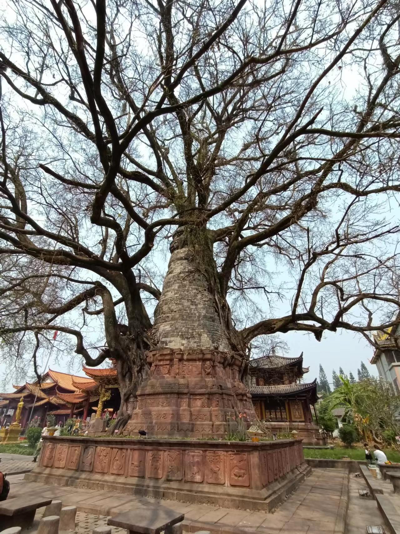 “千景之谷·花朝水悦”‖勐卧总佛寺：塔与树的千年缠绵