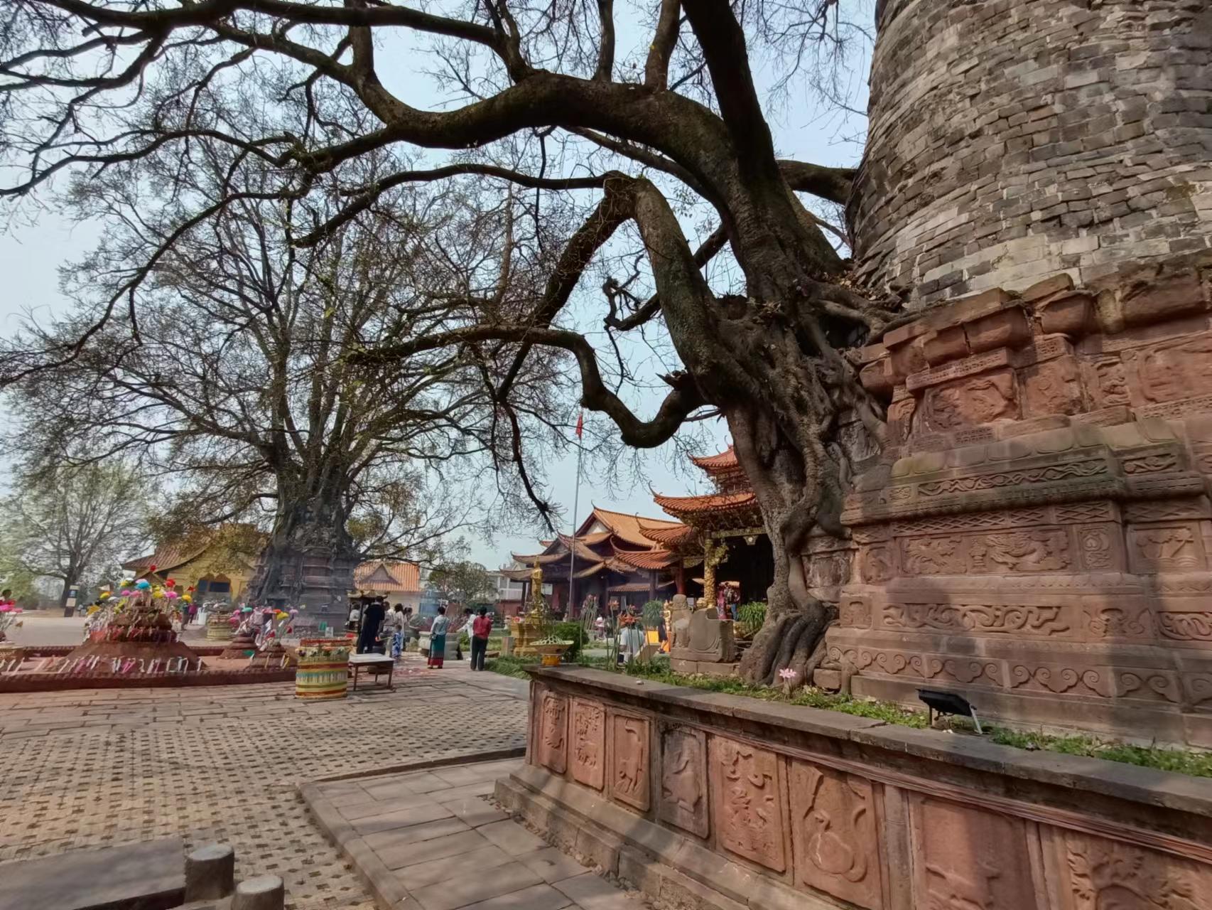 “千景之谷·花朝水悦”‖勐卧总佛寺：塔与树的千年缠绵